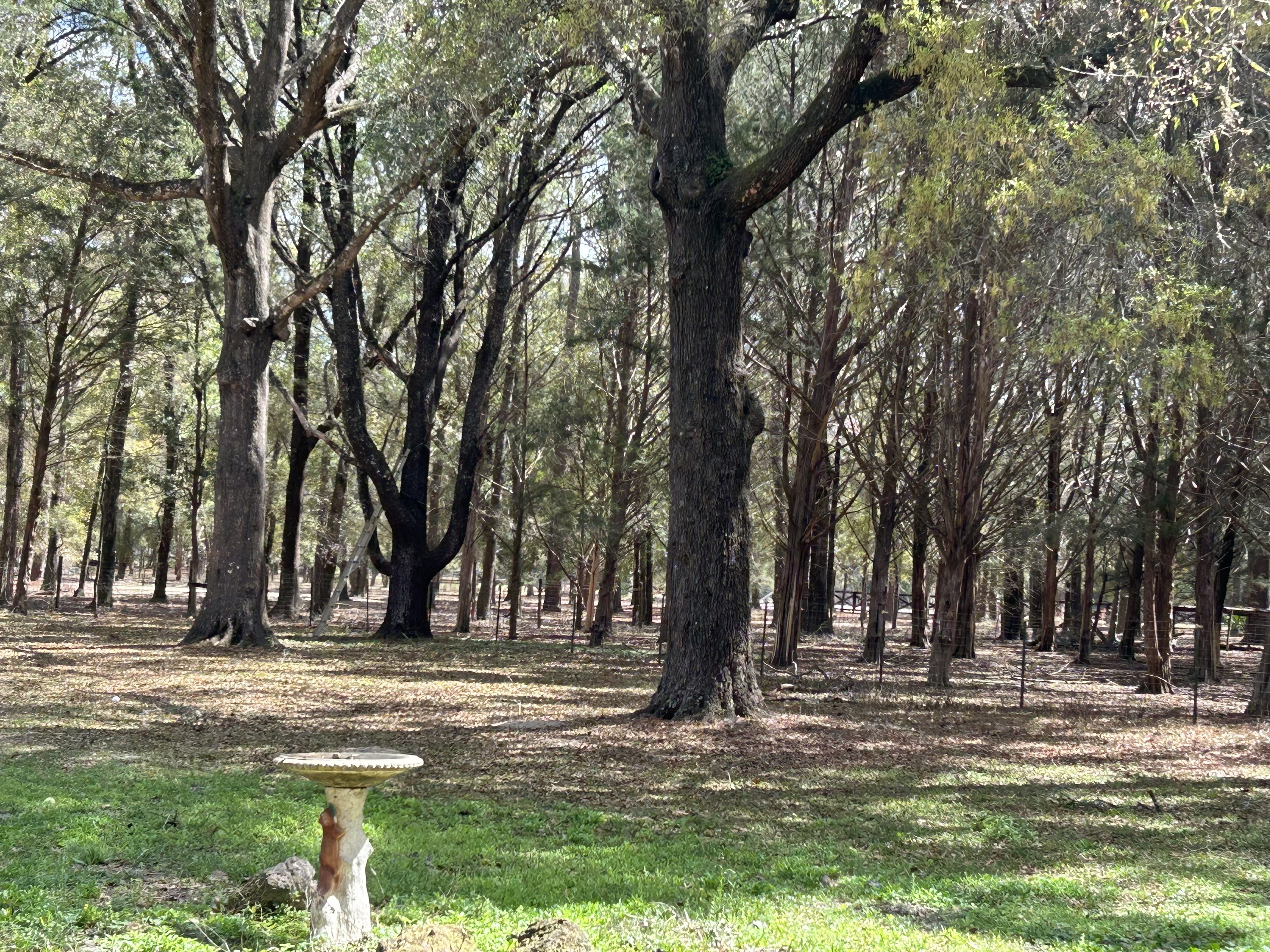 Cedar tree grove on property