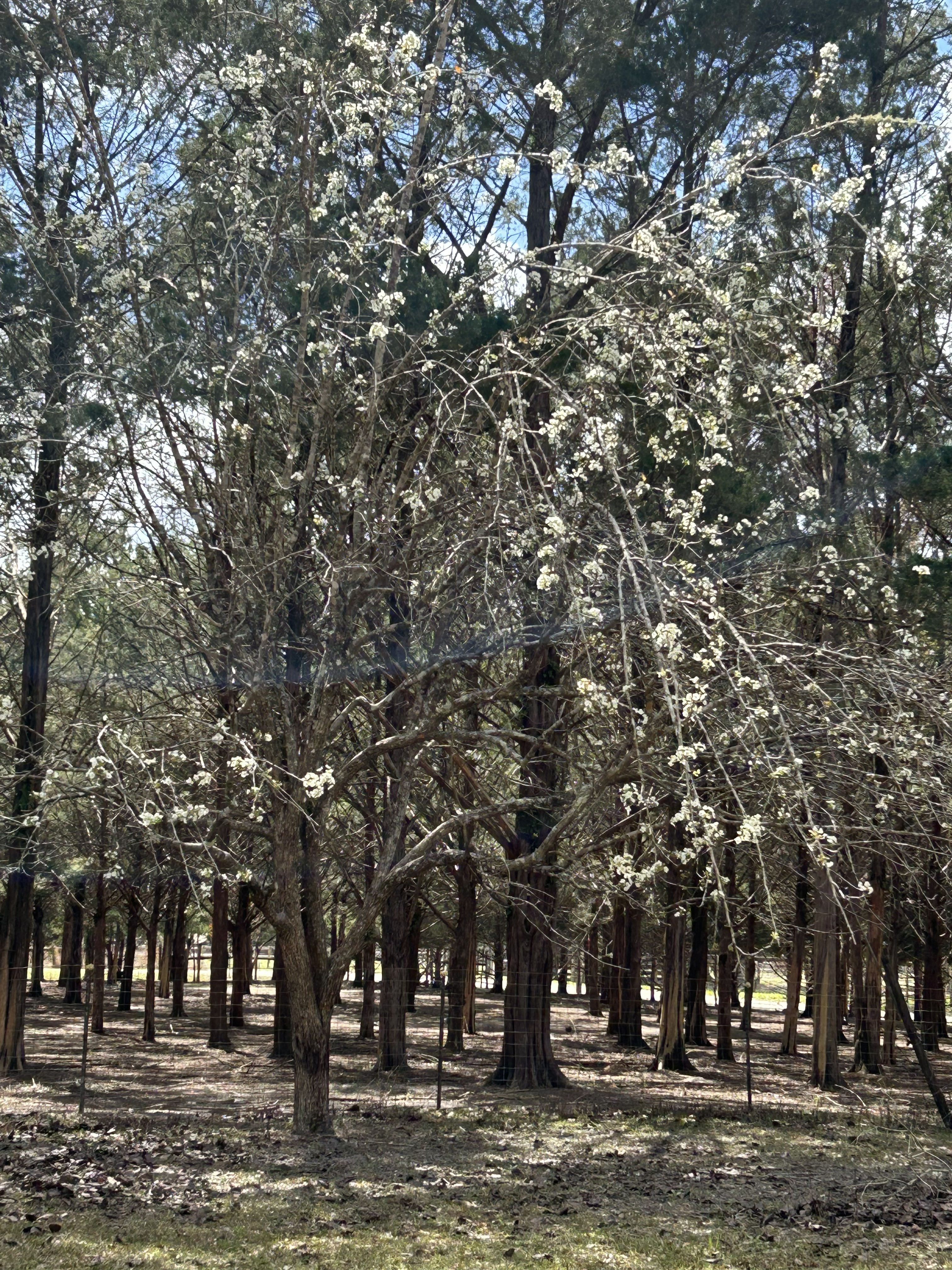 Bartlett pear tree in bloom